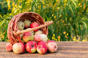 Just picked red apples in wicker basket on old wooden boards