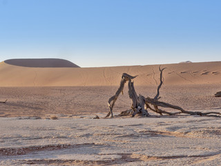 Dead Trees, in Deadvlei, Namibia