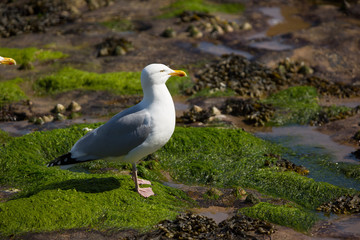 Fototapeta premium European herring gull (Larus argentatus) foraging and drinking near breeding colony