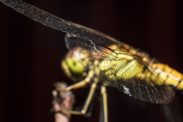 Close-up of a dragonfly