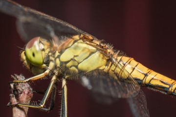 Close-up of a dragonfly