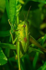 Grasshopper in the grass close-up