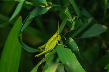 Grasshopper in the grass close-up