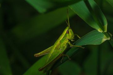 Grasshopper in the grass close-up
