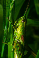 Grasshopper in the grass close-up