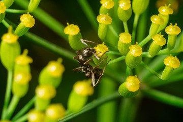 Ant on a flower close-up