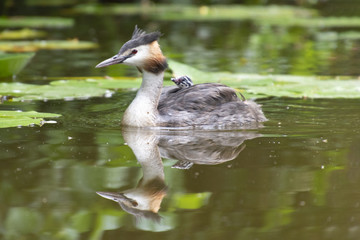 Grebe swimming in a ditch with his chick on his back.