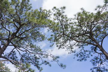 pine on sky background