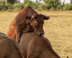 Red-brown cow climbing on another cow in a pasture.