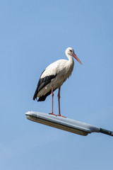 Lamppost with a stork on it.