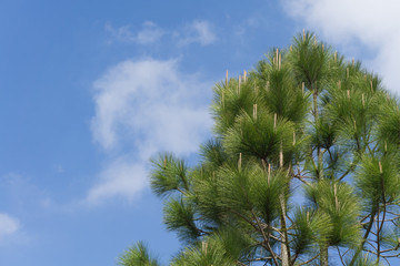 pine tree on sky background