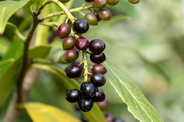 Purple-red berries of a laurel bush.