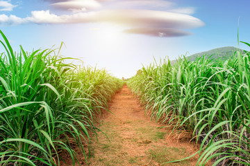 sugar field with small road center and moutain at background