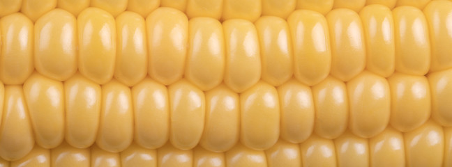 banner close-up of large grains of ripe corn icob