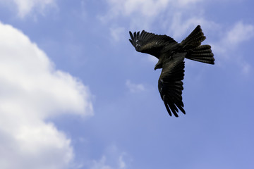 Flying black kite (Milvus migrans) 