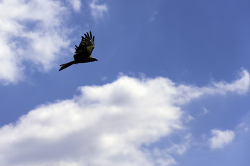 Flying black kite (Milvus migrans) 