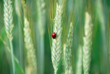 Marienkäfer auf Weizenähre im Feld