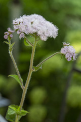 Fototapeta premium Gewöhnlicher Leberbalsam (Ageratum houstonianum)