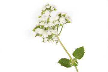 Leberbalsam (Ageratum houstonianum) auf weißem Hintergrund