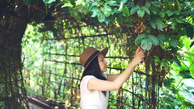 Asian woman with hat working in own farm business in green plants tunnel video