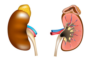 The structure of the kidneys and adrenal gland. Human kidney medical diagram with a cross section of the inner organ