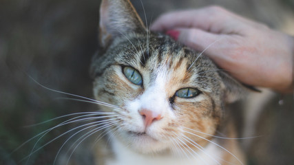 Chat close-up