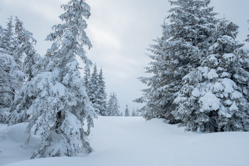 Landscape of a frosty beautiful day at mountains during snowfall.