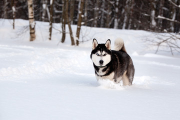 Dog breed Siberian husky in a sunny snowy forest