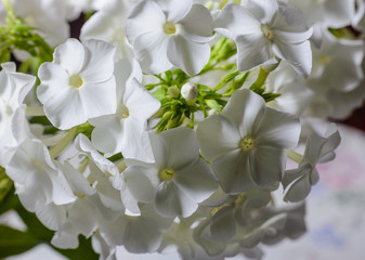 Flowers of delicate white Phlox.