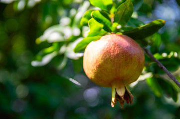 Ripening yellow pomegranate fruit on a tree