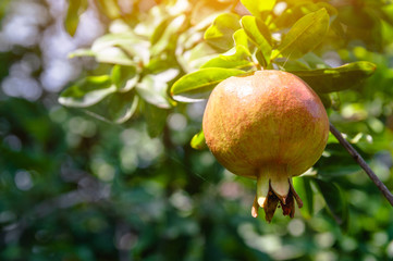 Ripening yellow pomegranate fruit on a tree