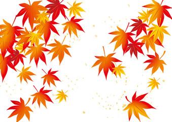 紅葉 綺麗 秋 三 白