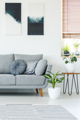 Plants next to grey couch in bright apartment interior with black and white posters. Real photo