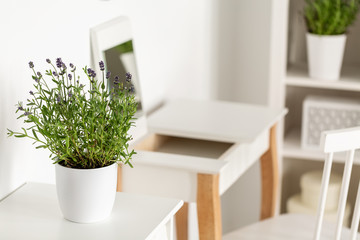 Close-up of a lavender in a white flower pot on a white table with a dressing table and chair in...