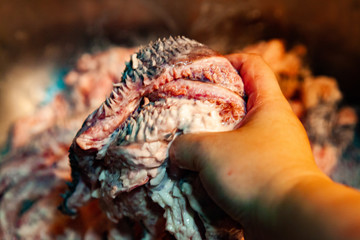 Hand cleaning fresh raw beef cheek or beef lip with care, prepare for cooking. Look alien-like but is one of the most underrated part of cow. Nose to tail concept.