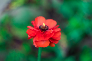 Red flower on a green blurry background