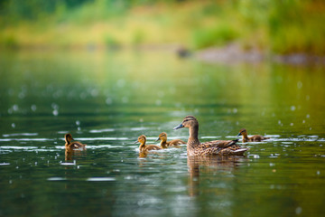 Duck with a brood of ducklings on the lake.