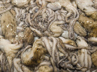 イカ　背景素材