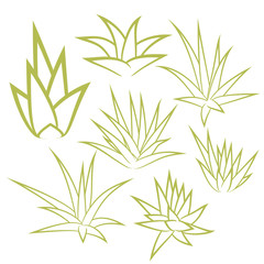 Fototapeta na wymiar Aloe vera, agave, bush, succulent plant, flower set isolated on white background. Vector illustration.