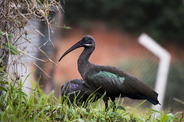 Hadada Ibis, Bostrychia hagedash, bird with long bill in Kampala, Uganda, Africa