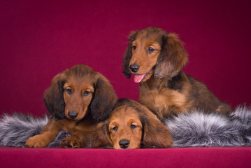 Three Dachshund puppy on a red background.
