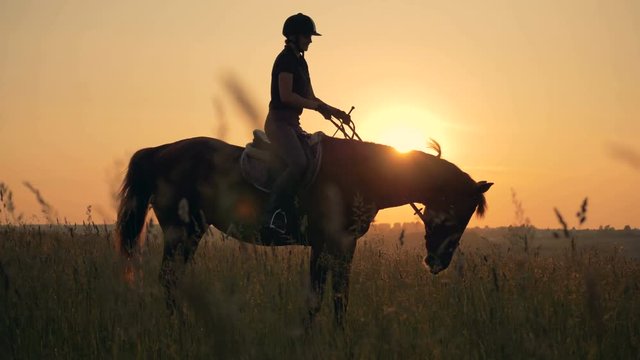 Stallion is eating grass in a field straddled by a female equestrian