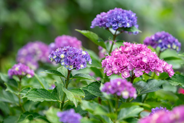 青紫色のアジサイの花