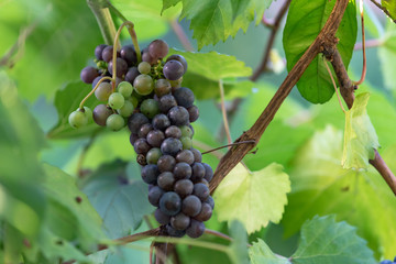 熟れ始めた山葡萄の実