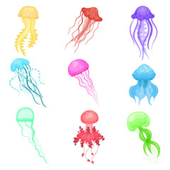 Flat vectoe set of jellyfish of different colors. Marine animals with long tentacles. Sea and ocean life © Happypictures