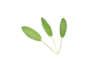 Sage herb isolated on white background