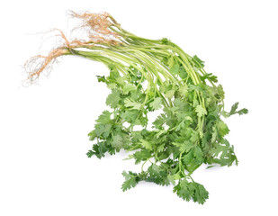 Coriander isolated on white background