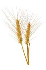 Wheat ears isolated on a white background. Ripe wheat.