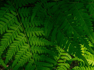 Photo of fern (Pteridium aquilinum) leaf in summer mixed forest, on the black background, clear...