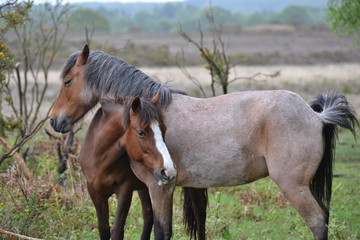 Fototapeta premium Hug between horses